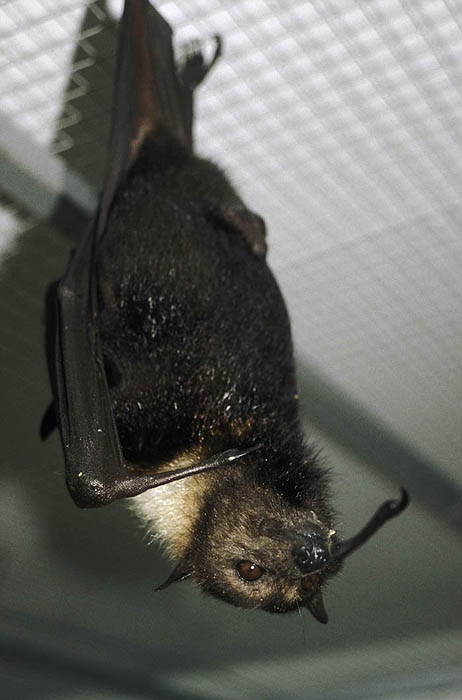 Fruit bat, Kula Eco Park