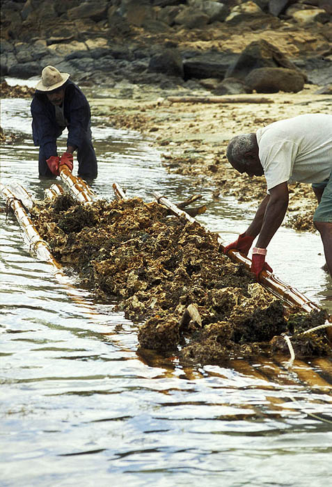 Harvesting coral for export