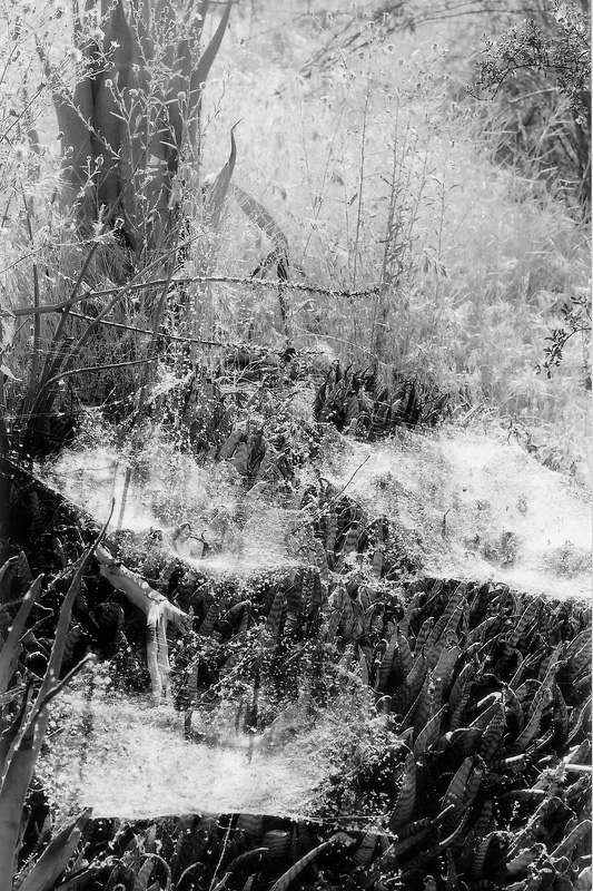 Cob Webs.jpg