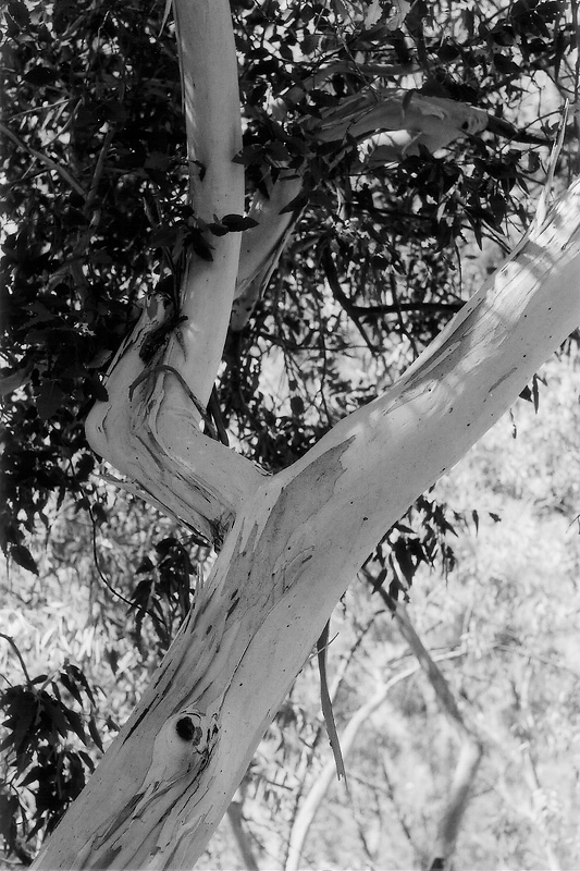 Tree Light Bark.jpg