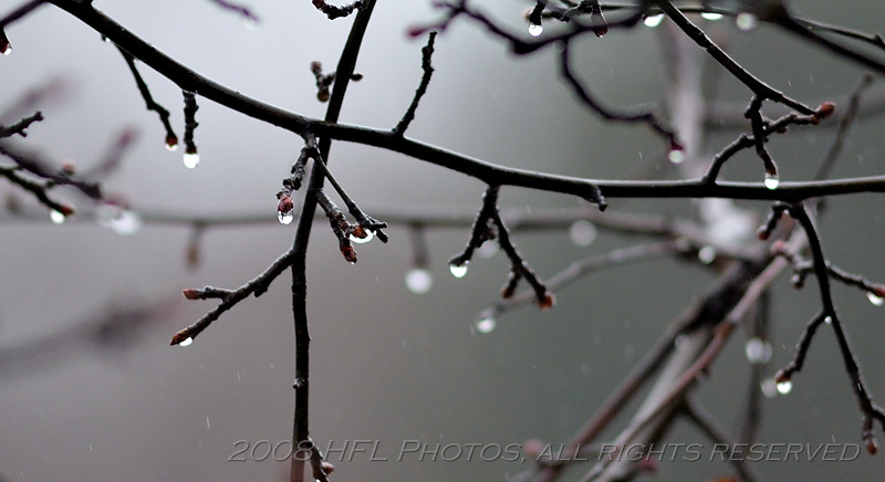 Rainy Day Branches #3
