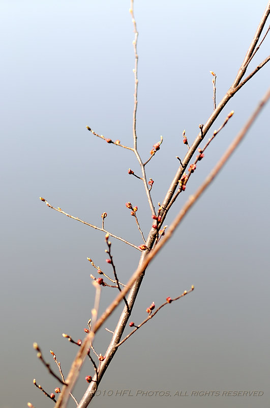 Early Buds (2)