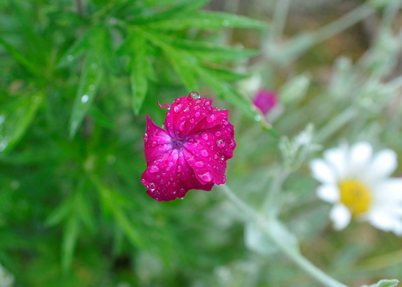 20100612_73 Cubina Flowers.JPG