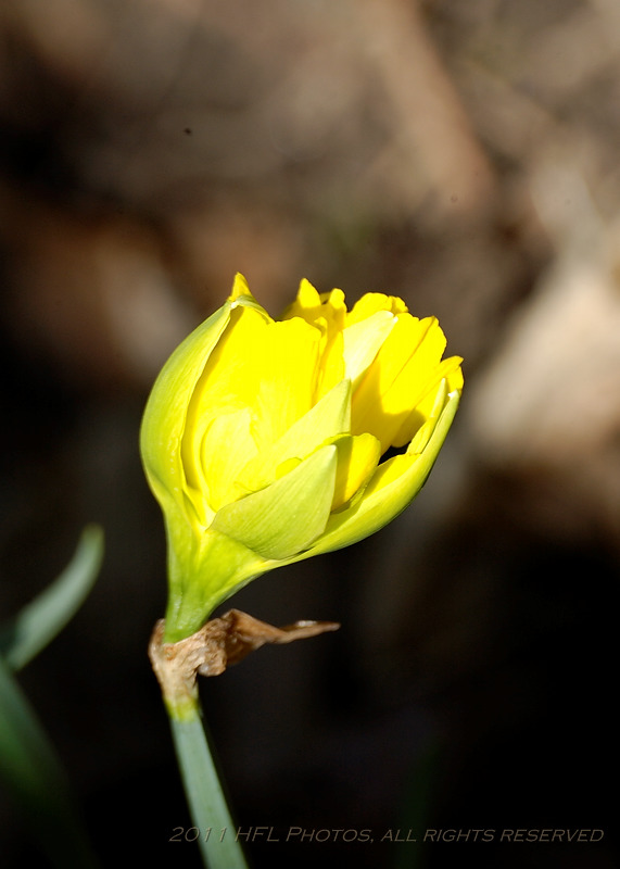 Early April 20110415_04 Daf Macros.JPG