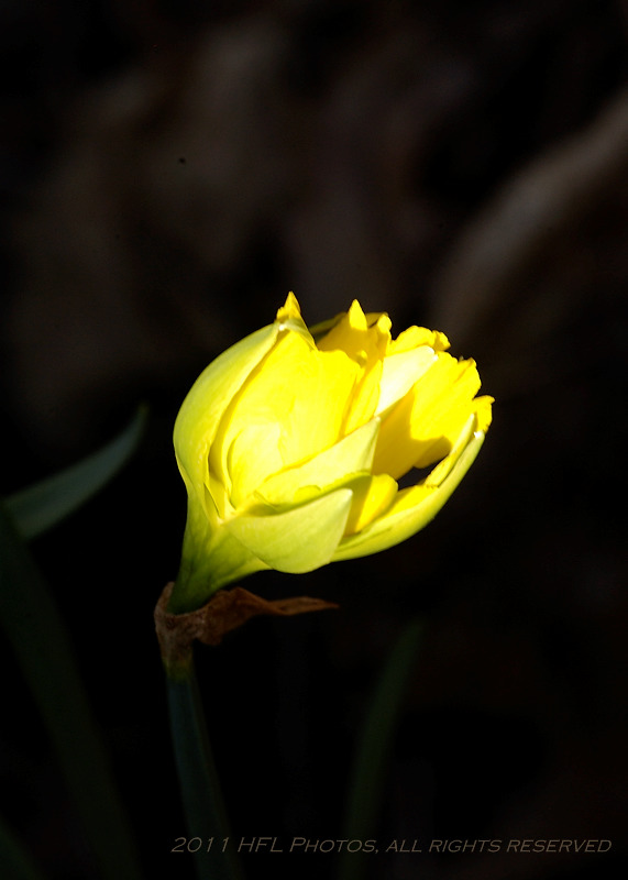 Early April 20110415_09 Daf Macros.JPG