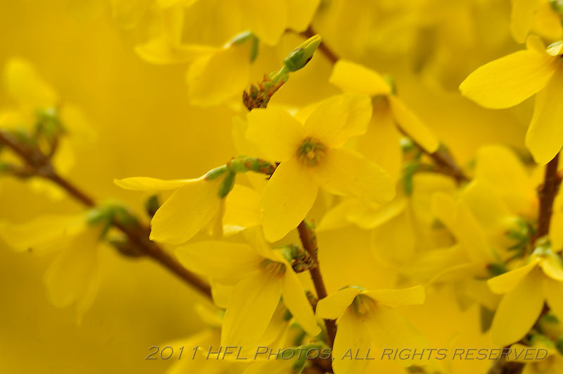 Sigma 70-300macro 20110420_26 Forsythia.JPG