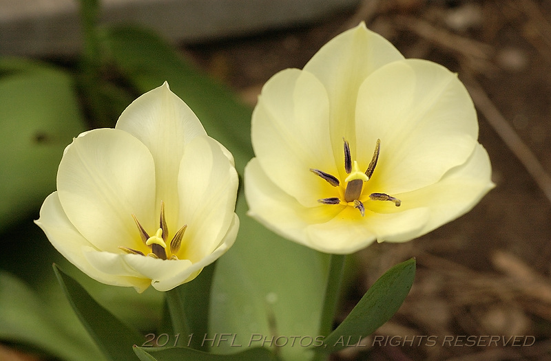 Easter Lily 3rd  20110426_83 and first tulips.JPG