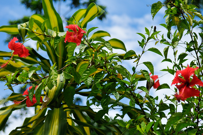 Natureza