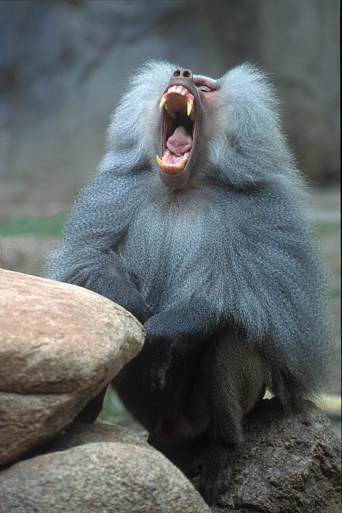 Baboon - Hamadryas 1