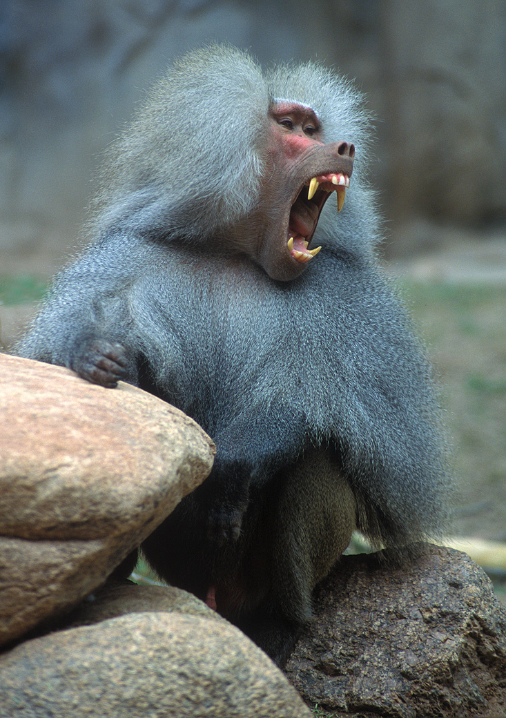 Baboon - Hamadryas 2