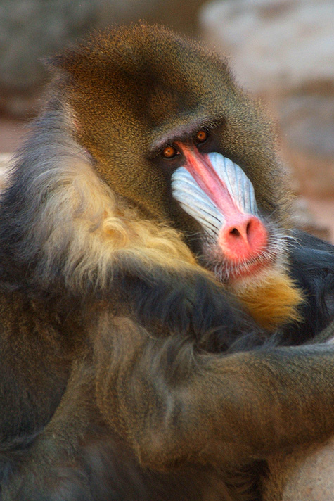 Baboon - Mandrill 1