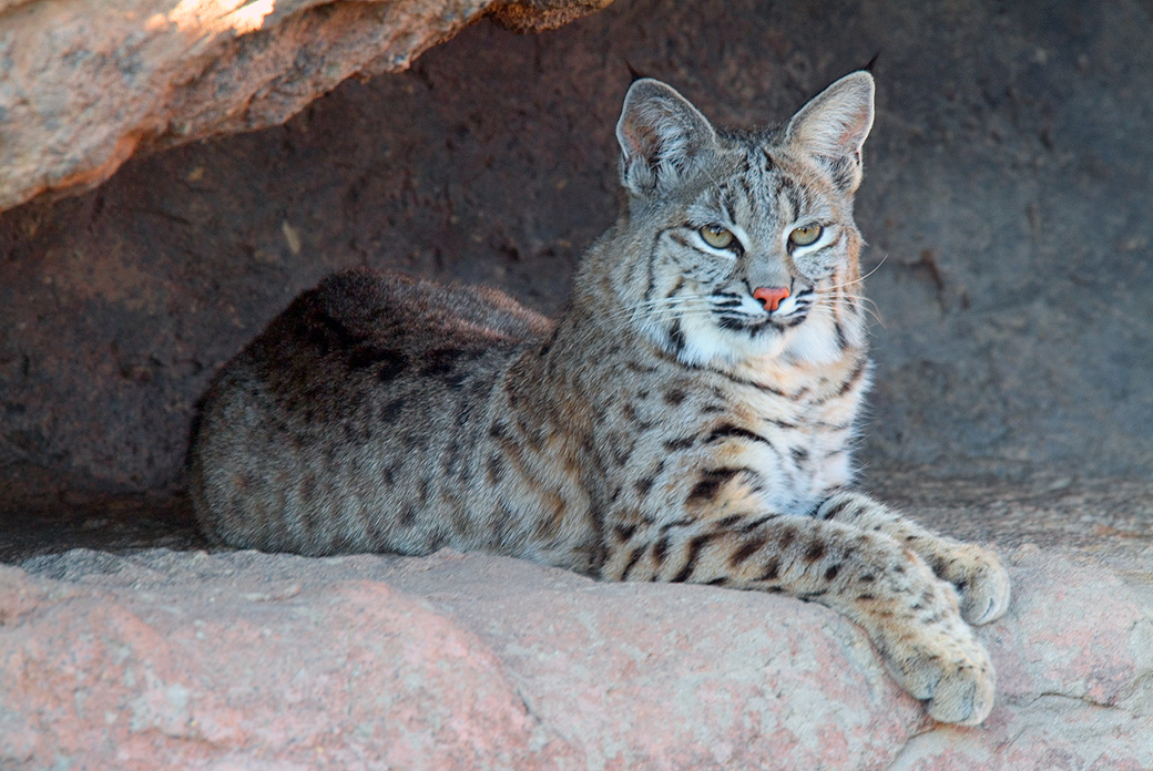 Bobcat 3