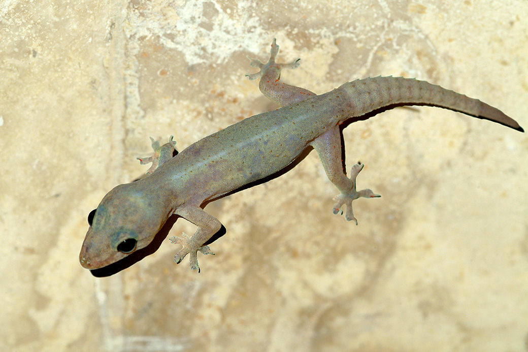 Gecko