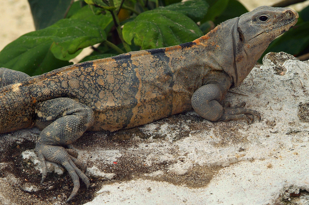 Iguana 2