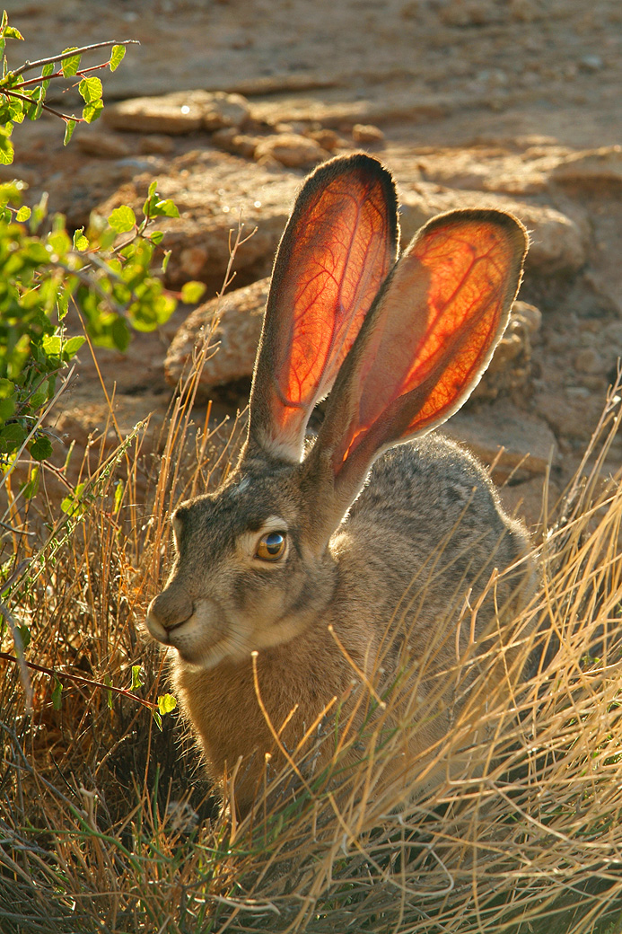 Jack Rabbit