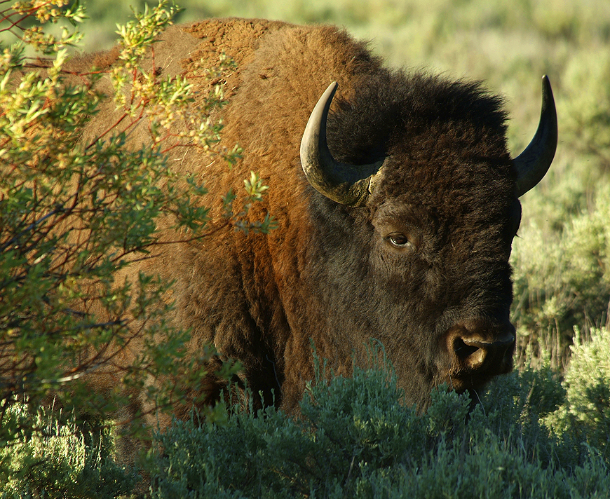 Buffalo