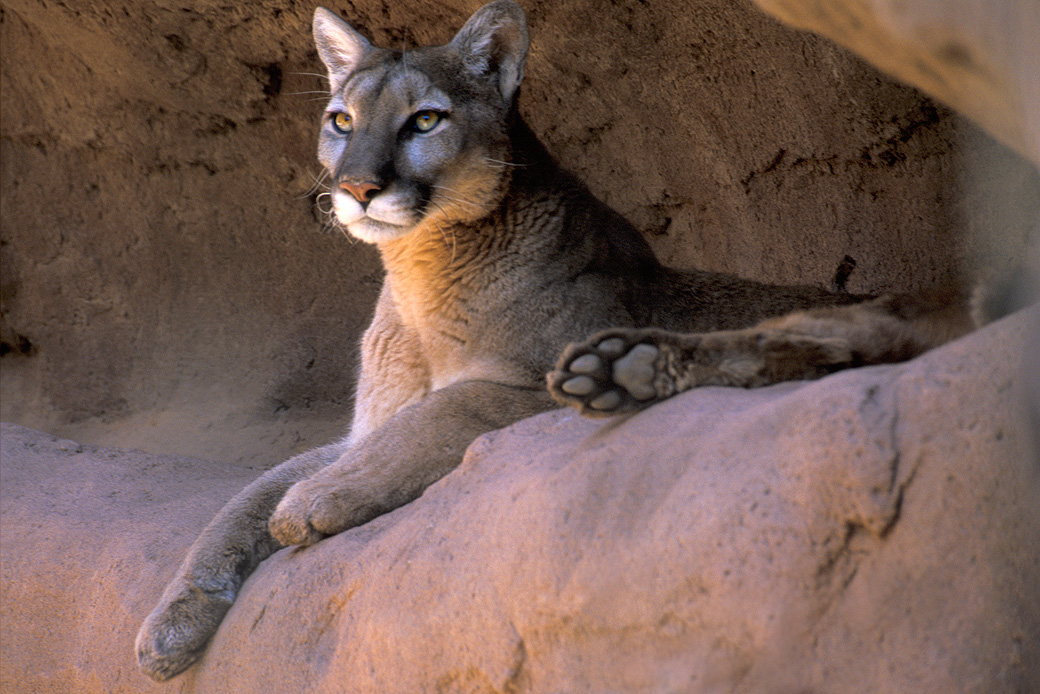 Mountain Lion 1
