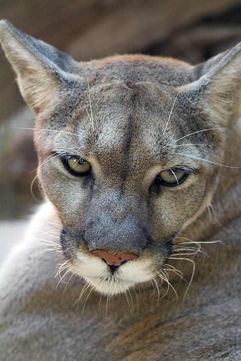 Mountain Lion 2