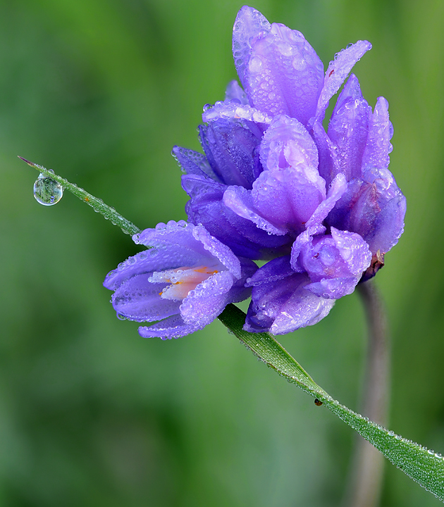 Dew Covered Blue Dicks 3