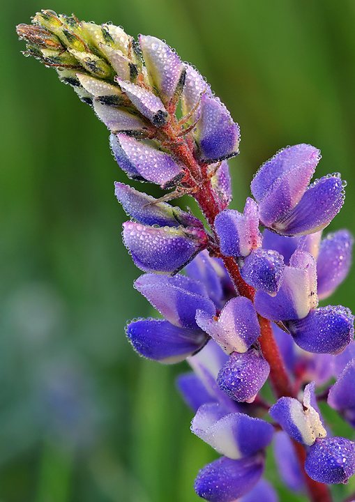 AZ- Dew Covered Lupine 1