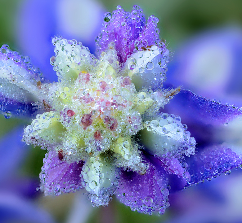 AZ- Dew Covered Lupine 3