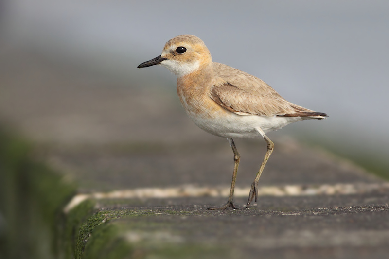 Woestijnplevier / Greater Sand Plover