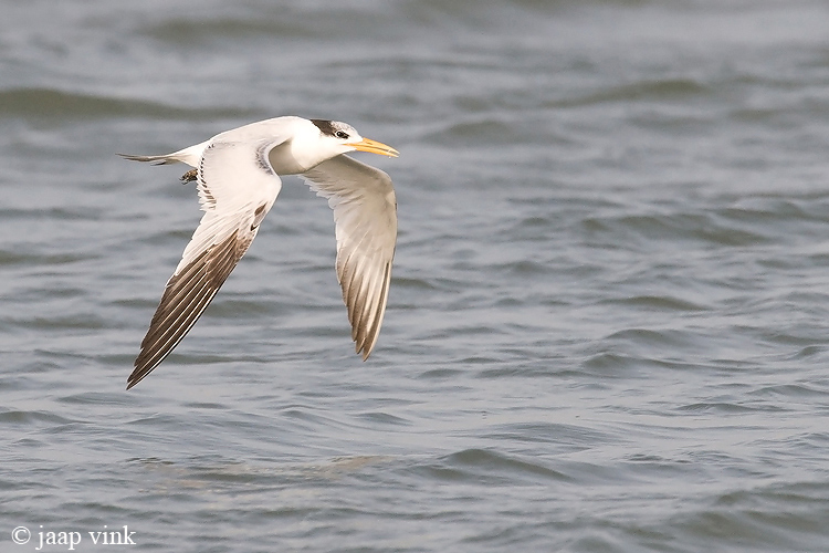 Royal Tern - Koningsstern - Sterna maxima albididorsalis