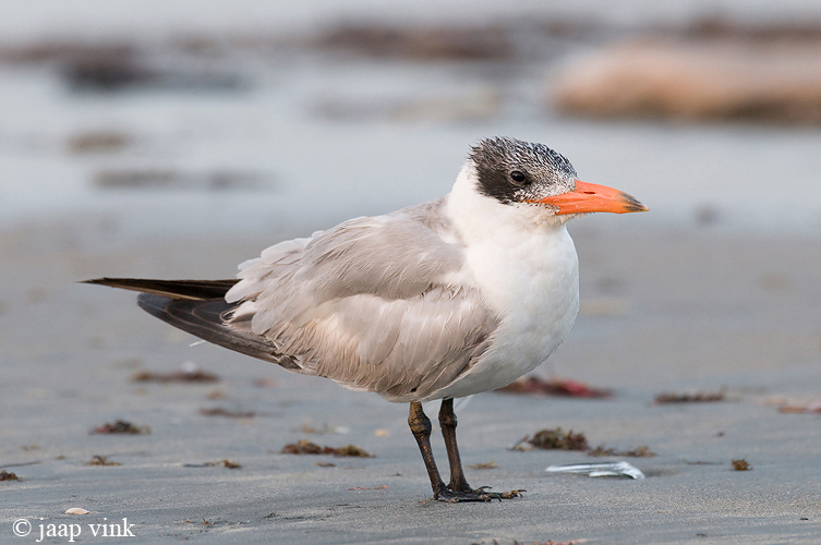 Caspian Tern - Reuzenstern - Sterna caspia