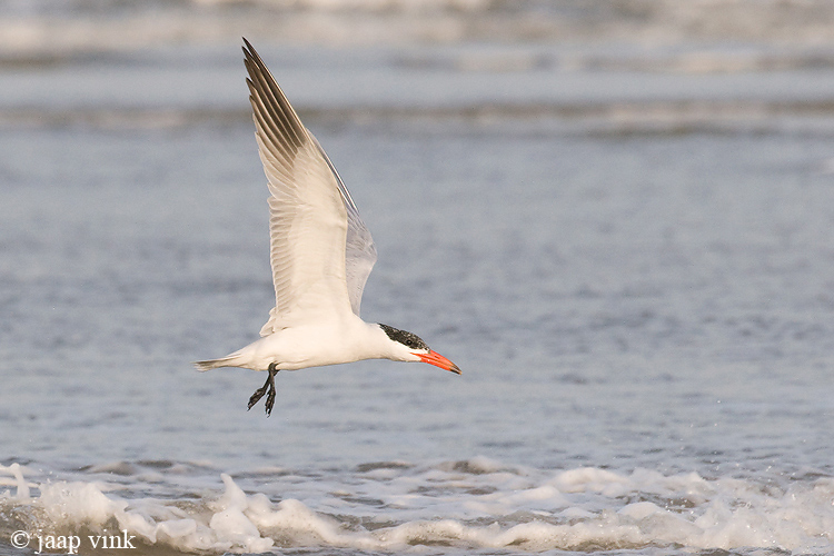 Caspian Tern - Reuzenstern - Sterna caspia