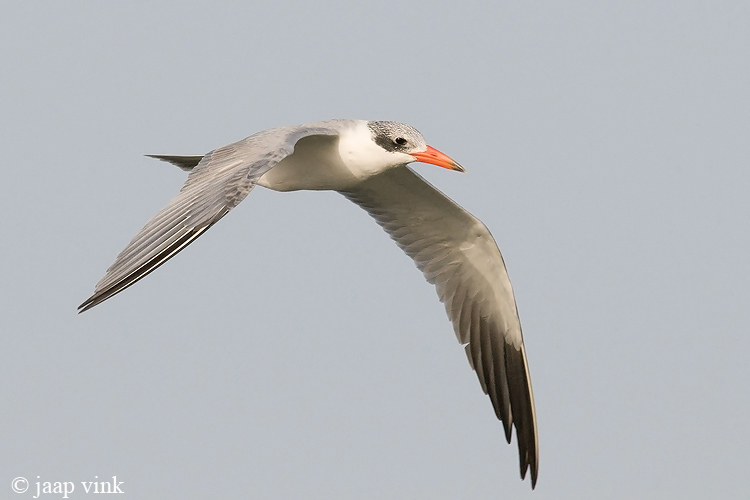 Caspian Tern - Reuzenstern - Sterna caspia