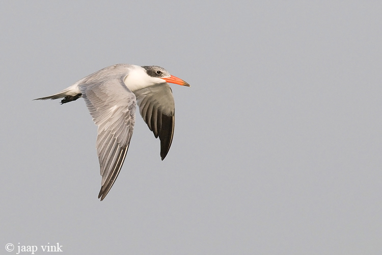 Caspian Tern - Reuzenstern - Sterna caspia