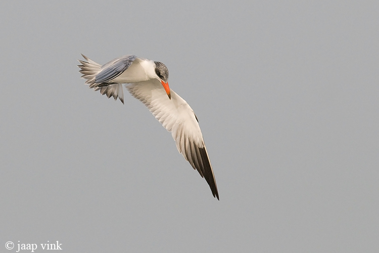 Caspian Tern - Reuzenstern - Sterna caspia