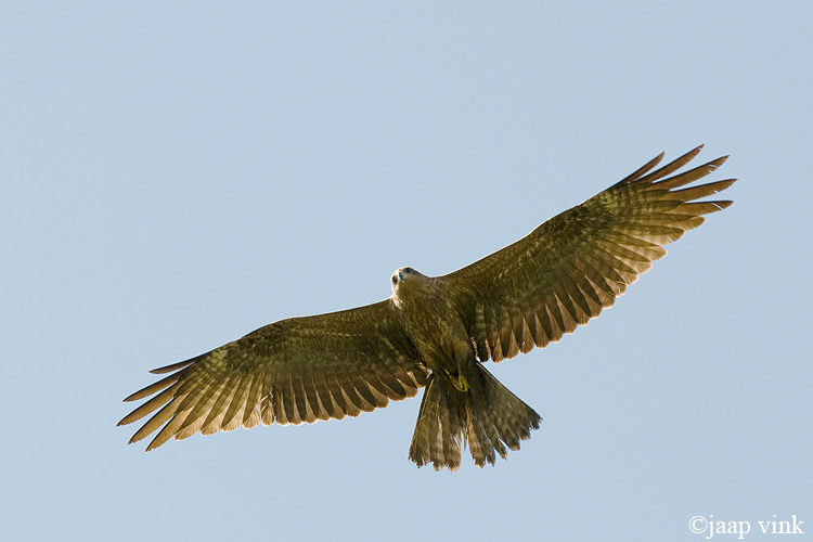 Black Kite - Zwarte Wouw - Milvus migrans