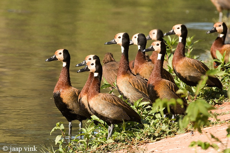 White-faced Whistling Duck - Witwangfluiteend - Dendrocygna viduata