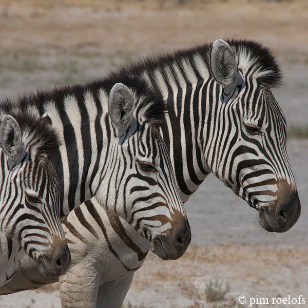 Plains Zebra - Steppenzebra - Equus quagga