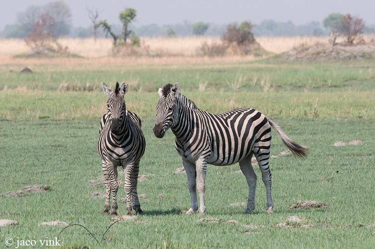 Plains Zebra - Steppenzebra - Equus quagga