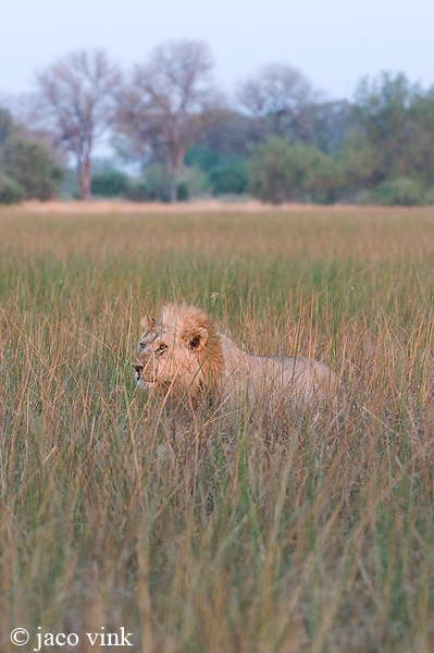 Lion - Leeuw - Panthera leo