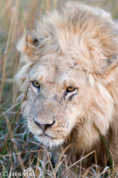 Lion - Leeuw - Panthera leo