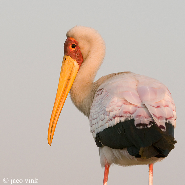 Yellow-billed Stork - Afrikaanse Nimmerzat - Mycteria ibis
