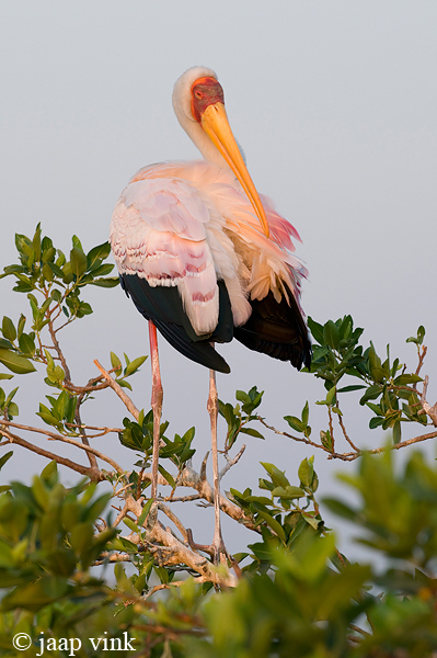 Yellow-billed Stork - Afrikaanse Nimmerzat - Mycteria ibis