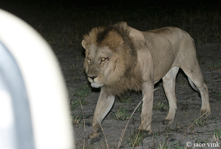 Lion - Leeuw - Panthera leo
