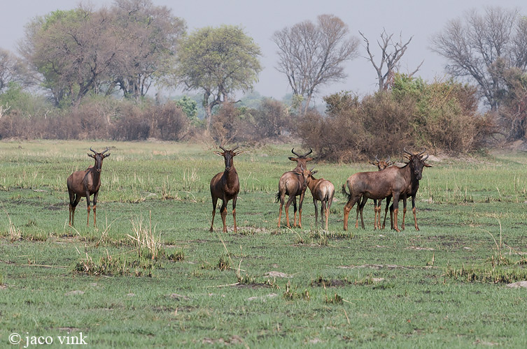 Tsessebe - Sassaby - Damaliscus lunatus