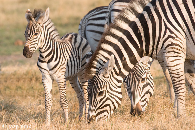 Plains Zebra - Steppenzebra - Equus quagga