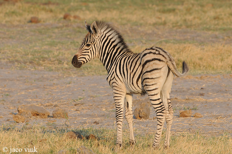 Plains Zebra - Steppenzebra - Equus quagga