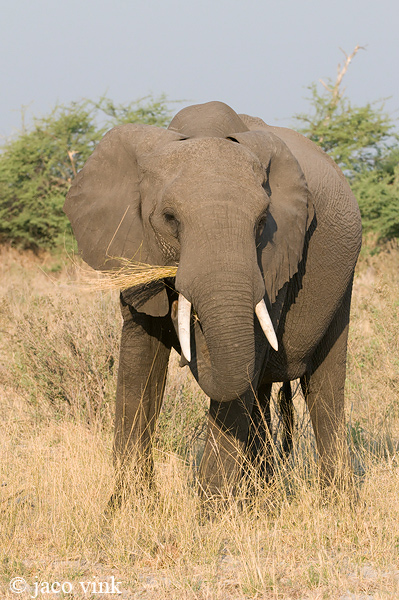 African Elephant - Afrikaanse Olifant - Loxodonta africana