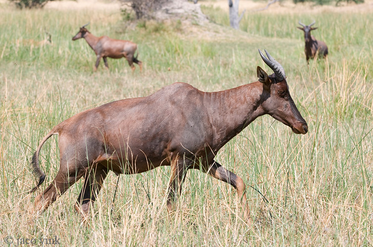 Tsessebe - Sassaby - Damaliscus lunatus