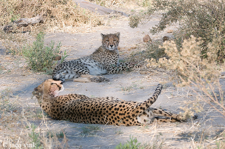 Cheetah - Jachtluipaard - Acinonyx jubatus