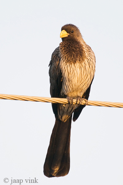 Western Grey Pantain-eater - Grijze Bananeneter - Crinifer piscator