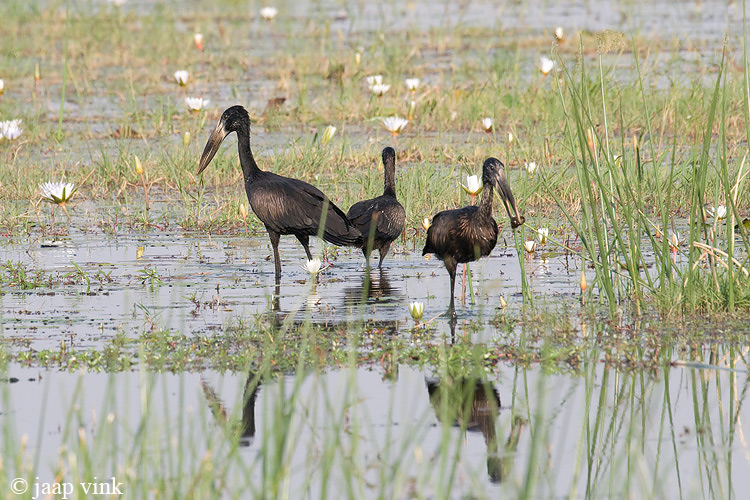 African Open-billed Stork - Afrikaanse Gaper - Anastomus lamelligerus
