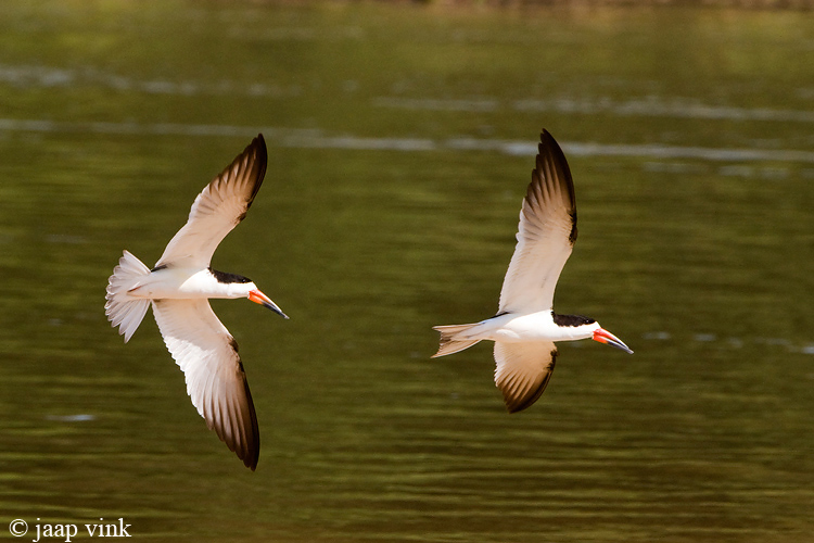 Black Skimmer - Amerikaanse Schaarbek - Rynchops niger